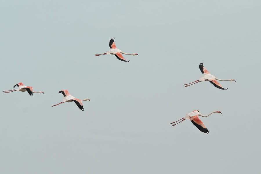 09 05 21 pont de gau flamant rose27